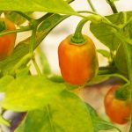 Distribuyen más de 46 mil abejas reina para fortalecer la producción de miel local