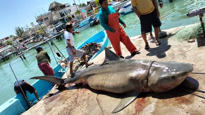 Experimentado pescador captura a un tiburón tintorera de más de 400 kilos en Río Lagartos
