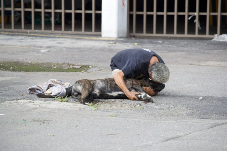 En pleno Día Mundial del Perro, «Zeus» es asesinado por defender a su amo de un asalto