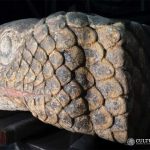 Deficiencia de Zinc, estaría relacionada con la mortalidad por Covid-19 en México