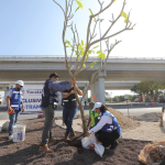 Sesión Solemne de Cabildo por los 482 años de la fundación de Mérida