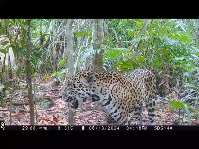 Registran avistamiento de más jaguares en la Reserva Ecológica de Dzilam de Bravo