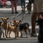 Operativo de Prevención por Nadine en el sur del Estado