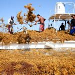El garbanzo puede fortalecer la alimentación de los sectores más vulnerables del país