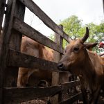 Concluye con éxito el 7.º Encuentro Nacional de Saberes Locales “Alas y Raíces” en Yucatán