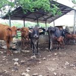Confirman la presencia de marea roja en Yucatán