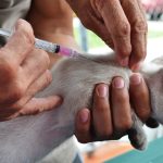 Izamal se pinta de rosa para impulsar la prevención del cáncer de mama