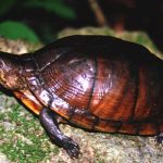 Invitan a niñas y niños al Concurso Infantil de Disfraces del Día de Muertos y Hanal Pixán 2025 en Umán