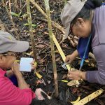 Desarrollan en Yucatán tecnología para detectar fallos no visibles a simple vista en paneles solares