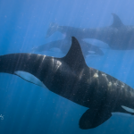 Revelan nuevos hallazgos sobre las afectaciones de la diabetes