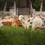 Capturan a presunto homicida tras búsqueda de seis días en montes de Progreso