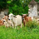 Presentan libro sobre El Bordado Maya de Yucatán: Patrimonio Vivo en ORIGINAL México