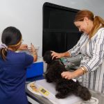 Impulsan innovación con inteligencia artificial para mejor atención del Ayuntamiento