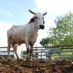 Joaquín Díaz Mena entrega acciones de vivienda en Cuzamá