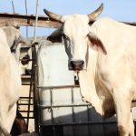 Gobierno del Estado supervisa avances del Puerto de Altura de Progreso