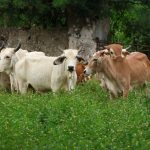 Yucatán destaca como destino cinematográfico con la producción de Pedro Pan