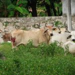 Pronostican madrugadas más frías en Yucatán