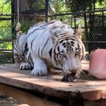 DIF Yucatán fortalece espacios de atención con el reacondicionamiento del ala infantil Otoch K’iin