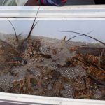 Acercan capacitación y asesoría para consolidar proyectos emprendedores en Yucatán