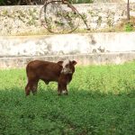 Valladolid vive exitosa jornada artística con teatro y música gratuitos