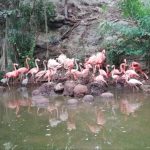 Díaz Mena cumple al campo yucateco con 116 mdp en ganadería, apicultura y caminos rurales