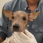 Brindan orientación gratuita a comunidad yucateca en California