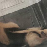 Fiscalía lo imputa por feminicidio agravado, en Chicxulub Pueblo